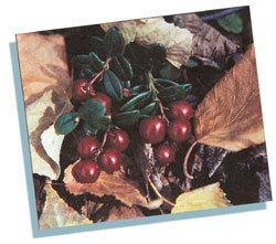 Cranberries are a regional favorite.